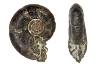 Holcophylloceras paquieri